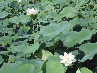 夏の綺麗な花♪