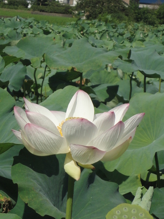 夏の綺麗な花♪