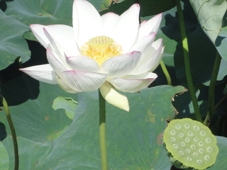 夏の綺麗な花♪