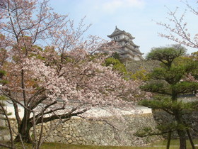 お城と桜