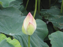 今年も癒しのお花(^^♪