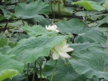 今年も癒しのお花(^^♪