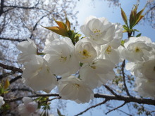 Sakura＆Tulipa