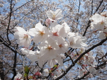 Sakura＆Tulipa