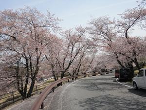 Sakura＆Tulipa
