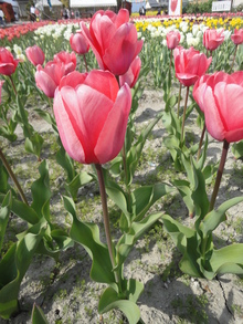 Sakura＆Tulipa