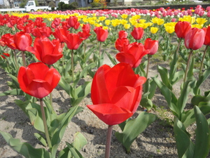 Sakura＆Tulipa