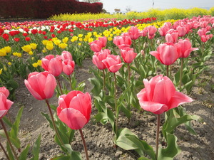 Sakura＆Tulipa