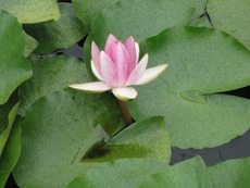 今年も癒しのお花(^^♪