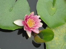 今年も癒しのお花(^^♪