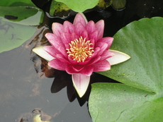 今年も癒しのお花(^^♪