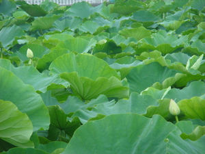 暑いけど湯豆腐（*^_^*）