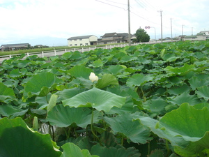 暑いけど湯豆腐（*^_^*）