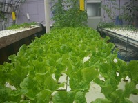 屋上水耕栽培、野菜いろいろ～