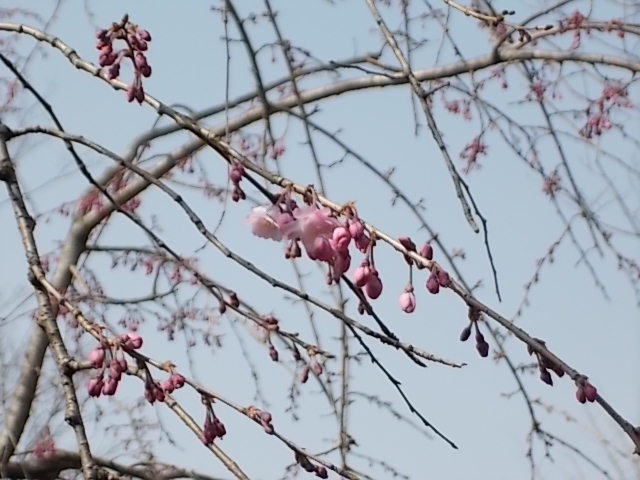 筑前町はもうすぐ桜でいっぱい！