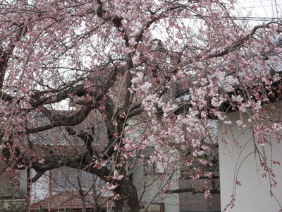 しだれ桜の京都・奈良の山旅