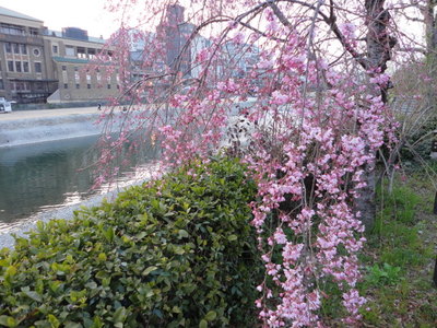 しだれ桜の京都・奈良の山旅
