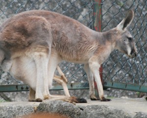 やってのけたカンガルー