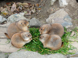 動物園からプレーリードッグ５匹盗まれる