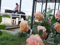 クラブのバラ　2013