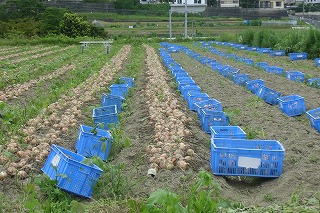 玉ねぎの収穫作業が最盛期
