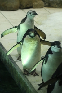 日本では3施設　レアなヒゲペンギン