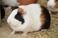 笑顔になる動物とのふれ合い