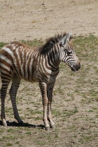 グラントシマウマ・ヒナタの赤ちゃん