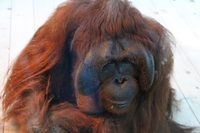 福岡市動植物園
