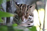 福岡　ベンガルヤマネコ