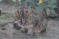 ツシマヤマネコを見に行く