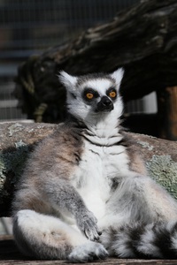 鼻がテカテカのワオキツネザル