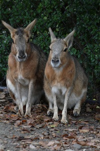 知られざるカワイイ動物10選②