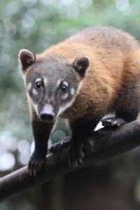 知られざるカワイイ動物10選①