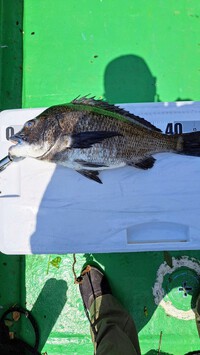 イカダ釣り