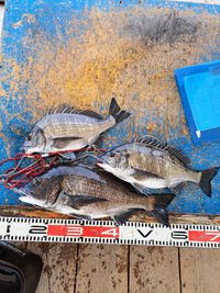 イカダ釣り