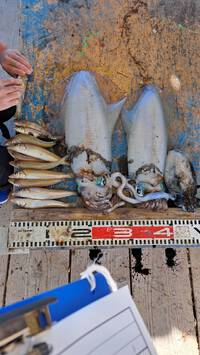 イカダ釣り