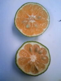 沖縄みかん