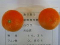 かんきつ　　ありあけ写真