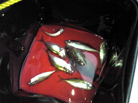 魚釣り　リベンジ