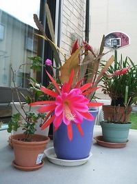 しゃこばサボテンとやら