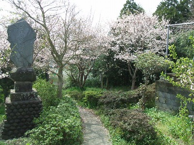 生目神社の桜