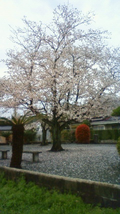 八女 清水公園の桜