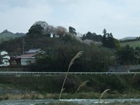 立花町の山に見える桜の花