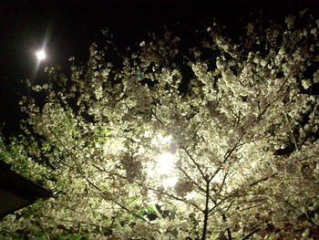 ☆夜桜初体験♪