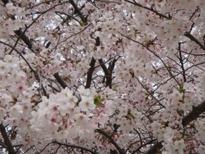 福岡の春　遅咲きの桜