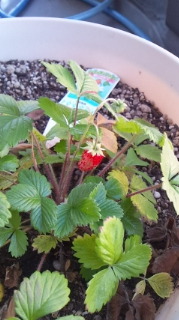お家でいちご狩り