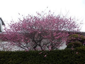 今年も近所の梅の花が咲いてます(^O^)！！