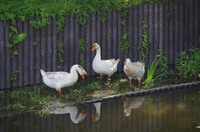 油山牧場もーもーらんどでの一幕