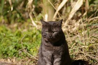 強そうな猫